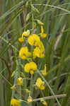 Showy rattlebox